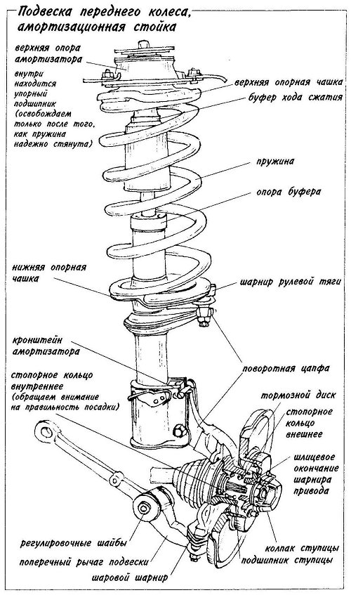 Как называется передний