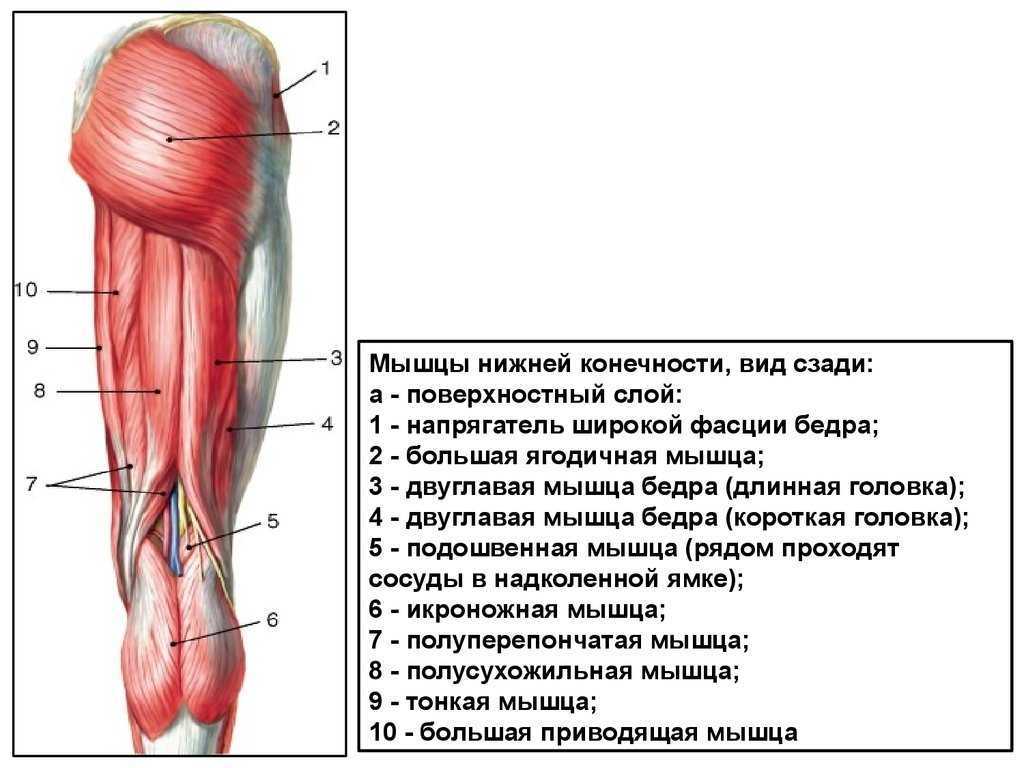 Сухожилие бедро задняя. Сухожилие четырехглавой мышцы бедра анатомия.