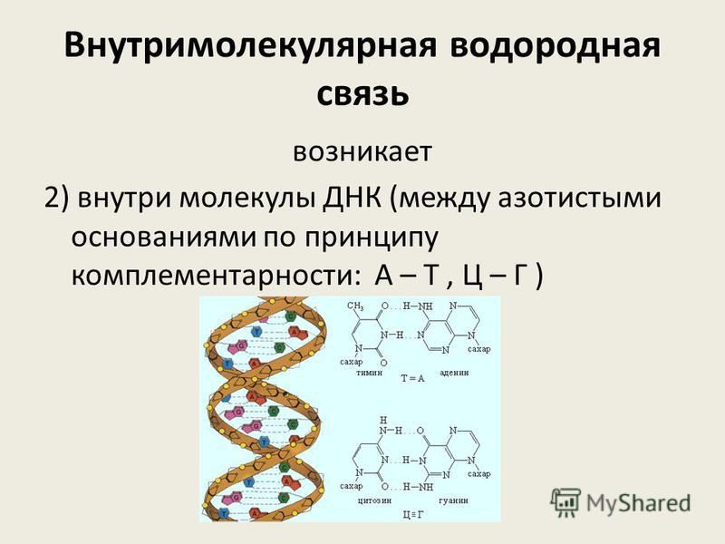 Водородные связи между днк