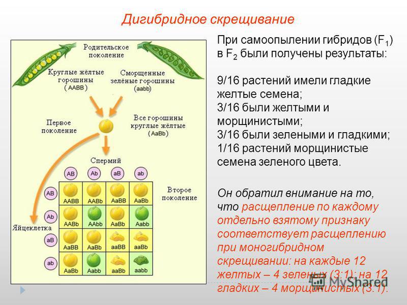 Поколение получаемые при скрещивании. Дигибридное скрещивание Менделя. Дигибридное скрещивание f1. Дигибридное скрещивание расщепление 1:1. 2 Закон Менделя дигибридное скрещивание.