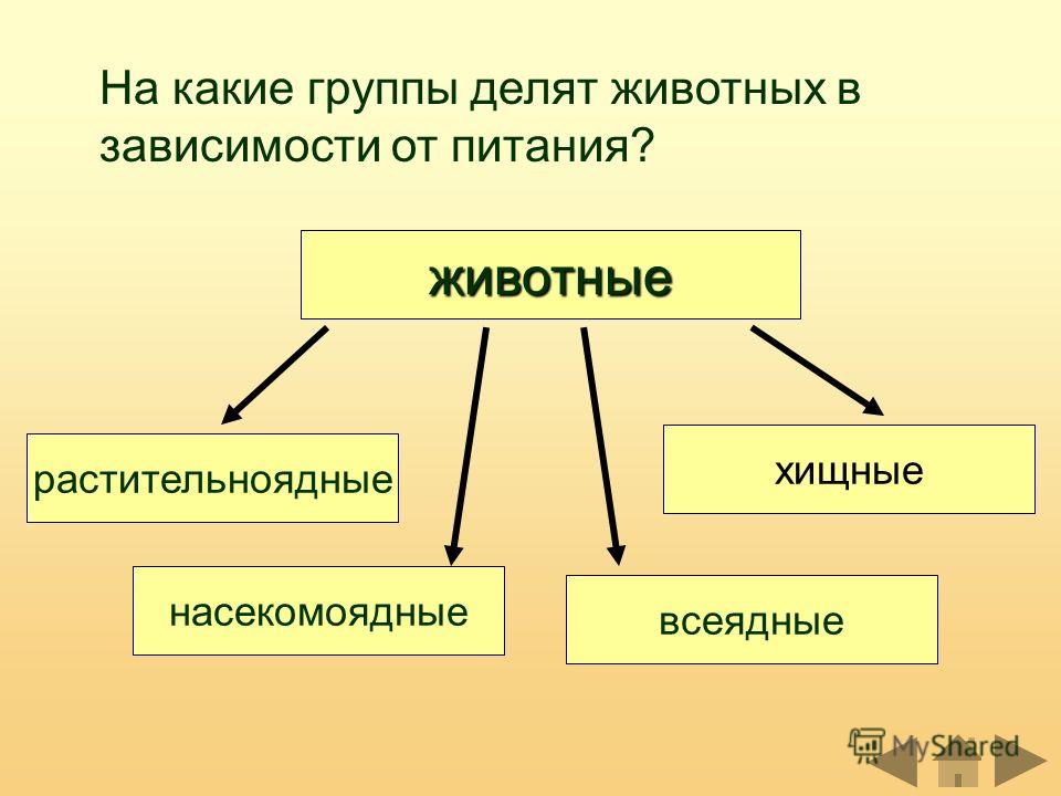 На какие классы делится по. На какие группы делятся животные. На какие группы делятся животные 3 класс. Животные по типу питания делятся на. На какие группы делятся животные по питанию.