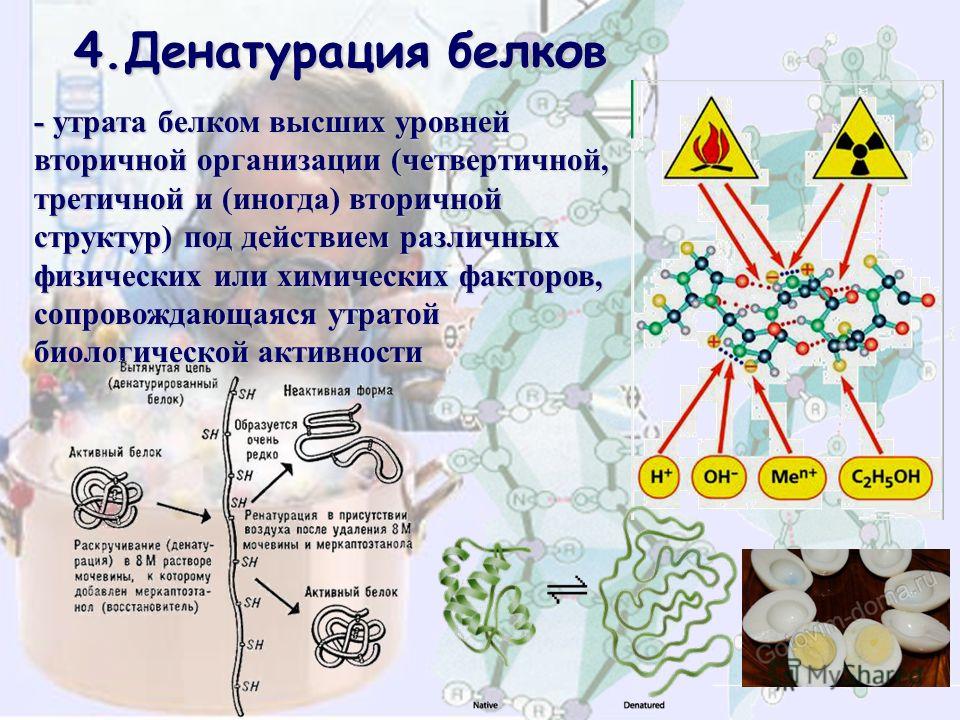 Химические реакции белков в организме. Денатурация вторичной структуры белка. Денатурацией клеточных белков. Признаки денатурации белков. Опишите процесс денатурации белков.