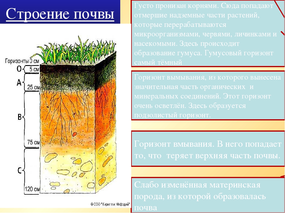 Механические части почвы. Структура почвы почвенные горизонты. Как определить почвенный слой 4 класс. Структура почвы по глубине. Почвенный профиль 3 слоя.