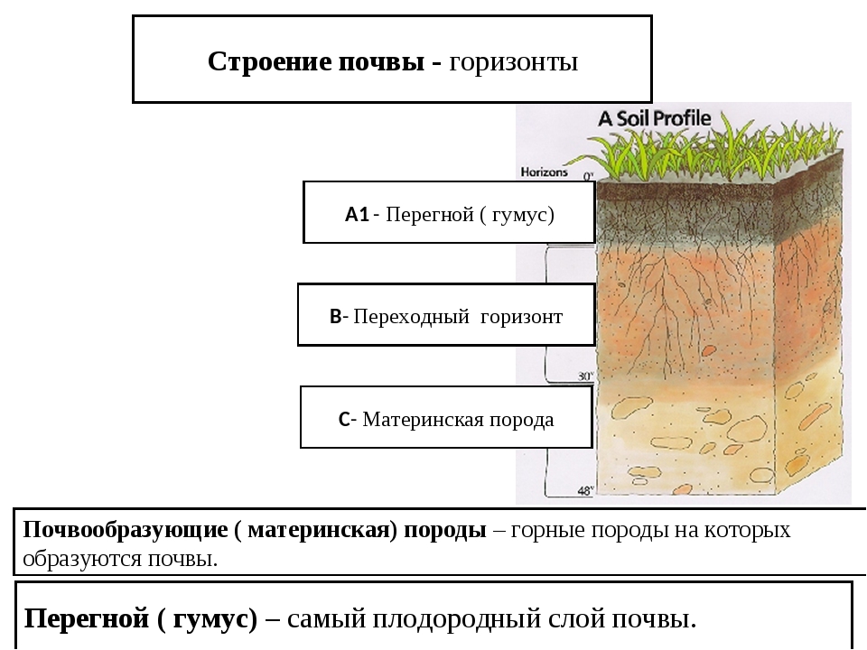 Материнская порода гумусовый вымывания вмывания. Структура почвы почвенные горизонты. Строение почвы подвесные горезонты. Почвенные слои схема. Структура почвы география 6 класс.