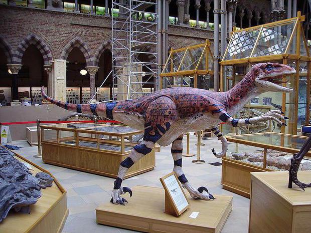 динозавр раптор описание